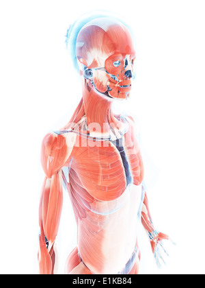 Système musculaire féminin d'art de l'ordinateur. Banque D'Images
