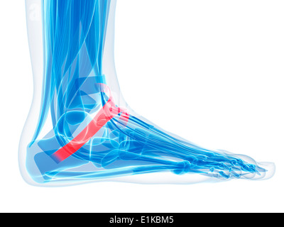 Pied humain (ligament rétinaculum des extenseurs inférieur) de l'oeuvre de l'ordinateur. Banque D'Images