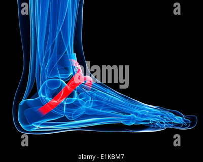 Pied humain (ligament rétinaculum des extenseurs inférieur) de l'oeuvre de l'ordinateur. Banque D'Images