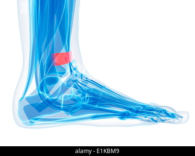 Pied humain (ligament rétinaculum des extenseurs supérieure) de l'oeuvre de l'ordinateur. Banque D'Images