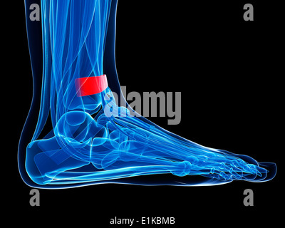 Pied humain (ligament rétinaculum des extenseurs supérieure) de l'oeuvre de l'ordinateur. Banque D'Images