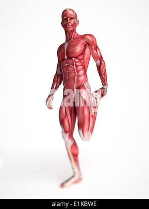 Système musculaire humaine de l'oeuvre de l'ordinateur. Banque D'Images