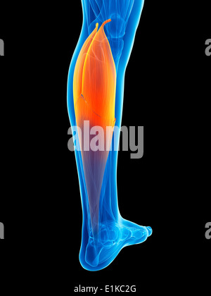 Les droits de l'muscle du mollet (gastrocnemius) computer artwork. Banque D'Images