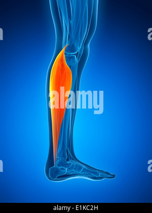 Les droits de l'muscle du mollet (gastrocnemius) computer artwork. Banque D'Images