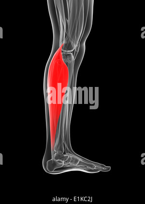 Les droits de l'muscle du mollet (gastrocnemius) computer artwork. Banque D'Images