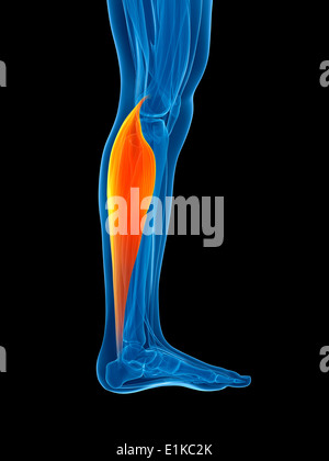 Les droits de l'muscle du mollet (gastrocnemius) computer artwork. Banque D'Images