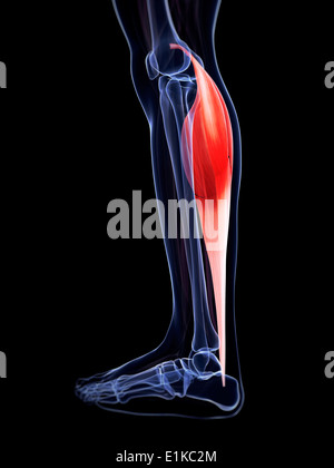 Les droits de l'muscle du mollet (gastrocnemius) computer artwork. Banque D'Images