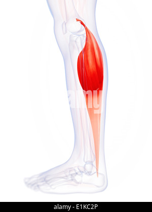 Les droits de l'muscle du mollet (gastrocnemius) computer artwork. Banque D'Images