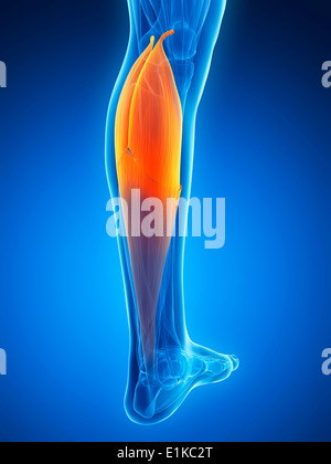 Les droits de l'muscle du mollet (gastrocnemius) computer artwork. Banque D'Images