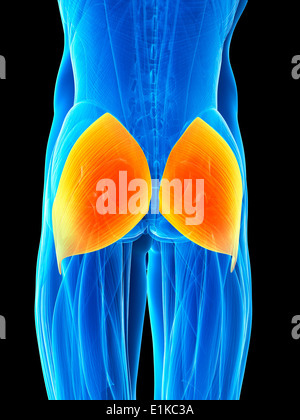 Les muscles du fessier (m. gluteus maximus) de l'oeuvre de l'ordinateur. Banque D'Images