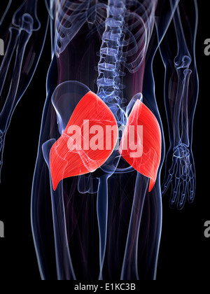 Les muscles du fessier (m. gluteus maximus) de l'oeuvre de l'ordinateur. Banque D'Images