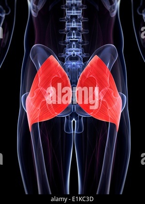 Les muscles du fessier (m. gluteus maximus) de l'oeuvre de l'ordinateur. Banque D'Images
