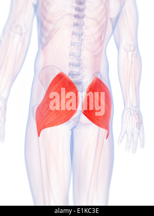 Les muscles du fessier (m. gluteus maximus) de l'oeuvre de l'ordinateur. Banque D'Images