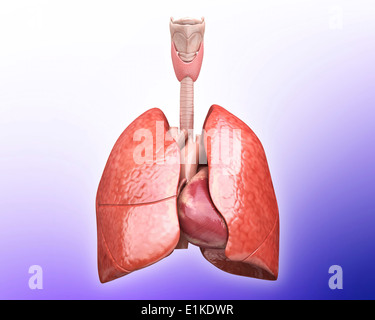 Coeur de l'homme et les poumons de l'oeuvre de l'ordinateur. Banque D'Images