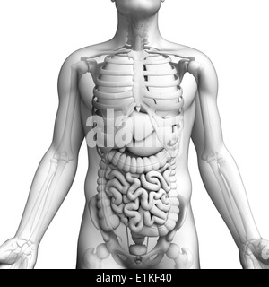 L'anatomie masculine de l'oeuvre de l'ordinateur. Banque D'Images