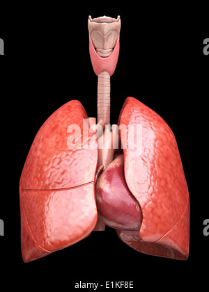 Les poumons et le coeur de l'oeuvre de l'ordinateur. Banque D'Images