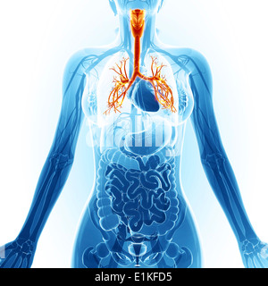 Système cardiovasculaire de l'art de l'ordinateur. Banque D'Images