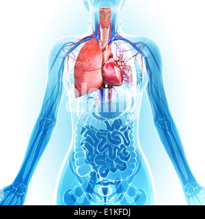 Système cardiovasculaire de l'art de l'ordinateur. Banque D'Images