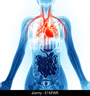 Système cardiovasculaire de l'art de l'ordinateur. Banque D'Images