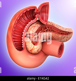 Les droits de coupe de pancréas de l'oeuvre de l'ordinateur. Banque D'Images