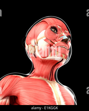 Système musculaire de l'oeuvre de l'ordinateur. Banque D'Images