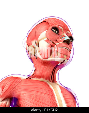 Système musculaire de l'oeuvre de l'ordinateur. Banque D'Images