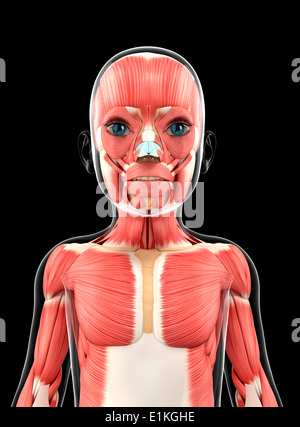 Système musculaire de l'oeuvre de l'ordinateur. Banque D'Images