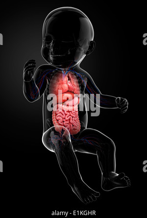 Les organes internes du bébé de l'oeuvre de l'ordinateur. Banque D'Images