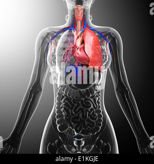 Système cardiovasculaire de l'art de l'ordinateur. Banque D'Images