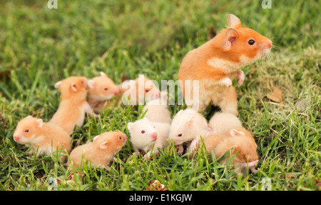 Hamster syrien ou doré (Mesocricetus auratus) avec ses jeunes déchets sur l'herbe. Banque D'Images