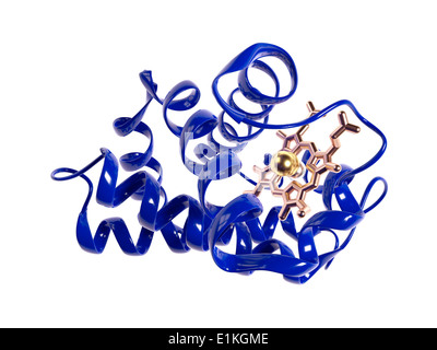 Molécule d'hémoglobine Computer artwork montrant la structure tertiaire d'une sous-unité monomère d'hémoglobine l'hémoglobine est un Banque D'Images