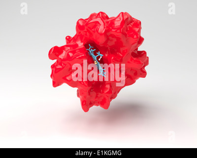 Molécule d'hémoglobine Computer artwork montrant la structure tertiaire d'une sous-unité monomère d'hémoglobine avec son site actif à Banque D'Images