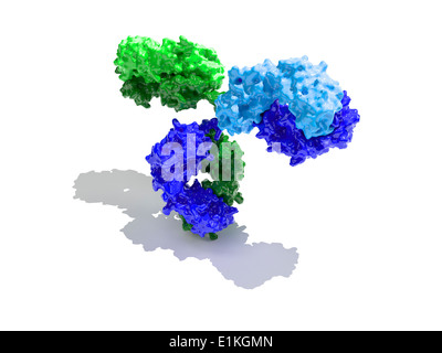 Molécule d'anticorps immunoglobuline G Modèle de l'ordinateur montrant la structure secondaire d'une immunoglobuline G (IgG) Cette molécule est Banque D'Images