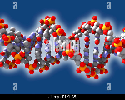 Artwork d'un ADN (acide désoxyribonucléique) domaine modèle. Banque D'Images
