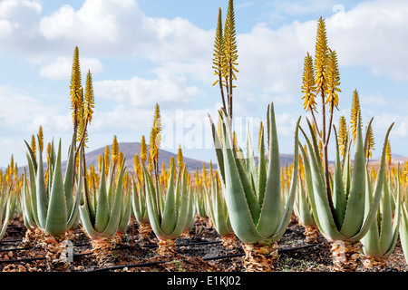 Plantes médicinales aloe vera Fuerteventura Îles Canaries. Banque D'Images