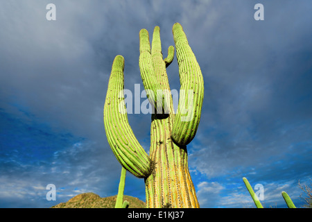 De plus en plus de cactus dans le désert Phoenix Arizona USA. Banque D'Images