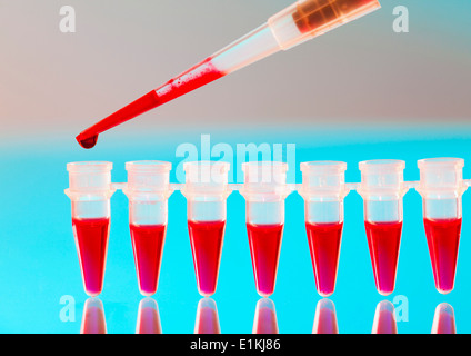 La pipette et microtubes utilisé pour des tests sanguins. Banque D'Images