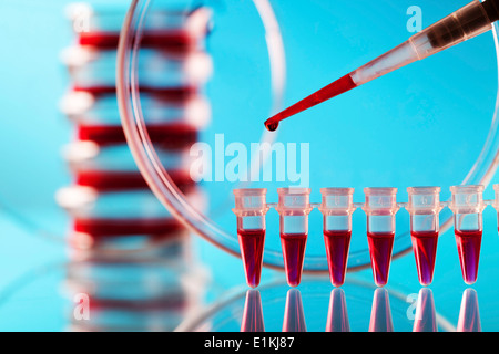 La pipette et microtubes utilisé pour des tests sanguins. Banque D'Images