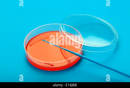 Boîte de Pétri et une cellule collector sur un fond bleu. Banque D'Images