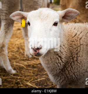 Jeune agneau avec clean white face à la caméra en Banque D'Images