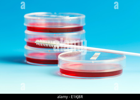 Pétri et un collecteur de cellules sur un fond bleu. Banque D'Images