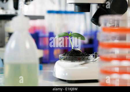 Dans une boîte de pétri des semis dans un laboratoire. Banque D'Images