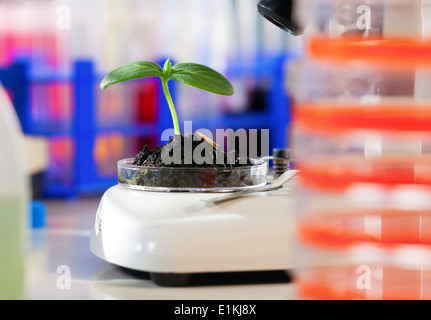 Dans une boîte de pétri des semis dans un laboratoire. Banque D'Images