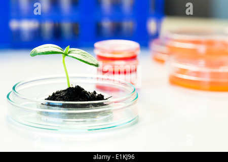 Dans une boîte de pétri des semis dans un laboratoire. Banque D'Images