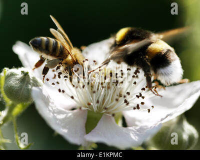 Düsseldorf, Allemagne. 09Th Juin, 2014. Les bourdons survoler un fleur dans Duesseldorf, Allemagne, 02 juin 2014. Photo : ROLAND WEIHRAUCH/dpa/Alamy Live News Banque D'Images