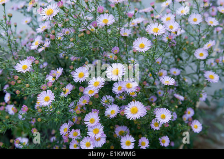 Symphyotrichum novi-belgii fleurs close up contexte Banque D'Images