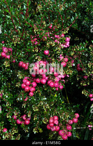 Fruits rouges mûrs comestible et de fleurs de figues de Heath (Gaultheria mucronata). Fjord Garibaldi, détroit de Magellan, au Chili. Banque D'Images