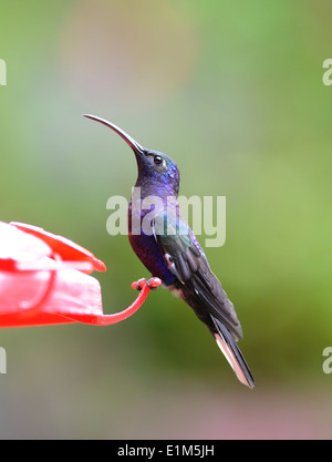 Campyloptère violet un mâle (Campylopterus hemileucurus) hummingbird à une mangeoire. Ses plumes irisées apparaissent en bleu ou violet. Banque D'Images