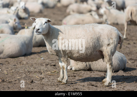 Femmes enceintes moutons en campagne néerlandaise Banque D'Images