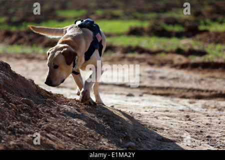 Le sergent du Corps des Marines des États-Unis. Rush, un dispositif explosif de chien de détection affectés à la Compagnie Charlie, 1er Bataillon, 9e Marin Banque D'Images